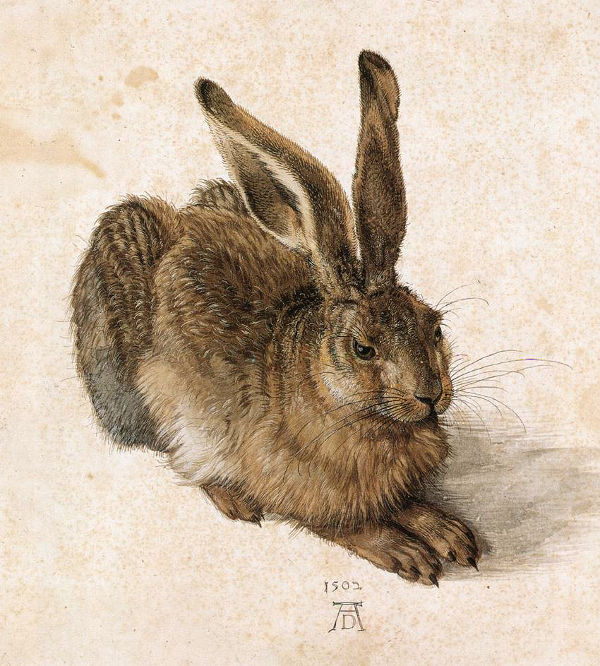 Dürers Feldhase
